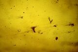 Fossil Larvae, Fungus, and a Fly in Baltic Amber #207542-3